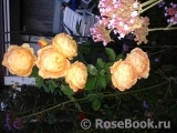 Lady of Shalott Lady of Shalott