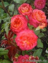Midsummer Midsummer