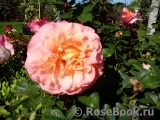Augusta Luise Augusta Luise