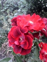 Roter Korsar Roter Korsar