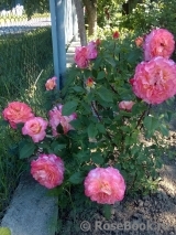 Augusta Luise Augusta Luise