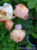 Lady of Shalott Lady of Shalott