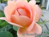 Lady of Shalott Lady of Shalott
