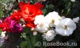Садовые композиции с розами и сочетания сортов