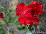 Red Intuition Red Intuition