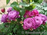 Heidi Klum Rose Heidi Klum Rose