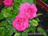 Heidi Klum Rose Heidi Klum Rose