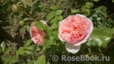 Abraham Darby Abraham Darby