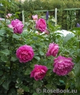 Princess Anne Princess Anne