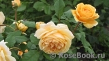 Crown Princess Margareta® Crown Princess Margareta®