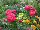 Midsummer Midsummer