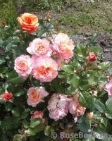 Augusta Luise Augusta Luise