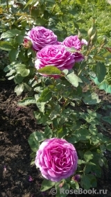 Heidi Klum Rose Heidi Klum Rose