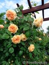 Crown Princess Margareta® Crown Princess Margareta®