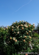 Crown Princess Margareta® Crown Princess Margareta®