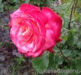 Rose Gaujard Rose Gaujard
