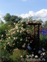 Crown Princess Margareta® Crown Princess Margareta®