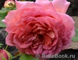 Jubilee Celebration® Jubilee Celebration®