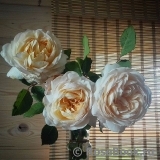 Crocus Rose® Crocus Rose®