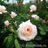 Crocus Rose® Crocus Rose®