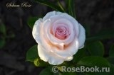 The Soham Rose
