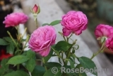 Heidi Klum Rose Heidi Klum Rose