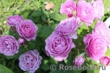 Heidi Klum Rose Heidi Klum Rose