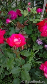 Midsummer Midsummer