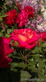 Midsummer Midsummer