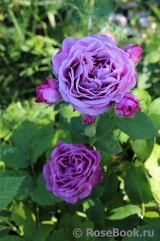 Heidi Klum Rose Heidi Klum Rose