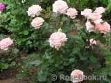 Bloom of Ruth Bloom of Ruth