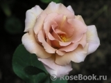 Julia's Rose Julia's Rose