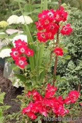 Rouge Meillandecor Rouge Meillandecor
