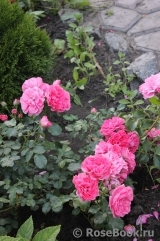 Rosarium Uetersen Rosarium Uetersen