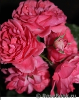 Rosarium Uetersen Rosarium Uetersen