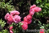 Rosarium Uetersen Rosarium Uetersen