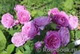 Heidi Klum Rose Heidi Klum Rose