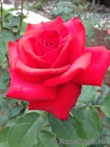 Grande Amore Grande Amore