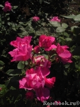 Cyclamen Cyclamen
