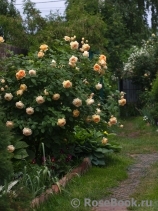 Crown Princess Margareta® Crown Princess Margareta®