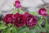 Burgundy Ice Burgundy Ice