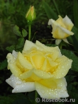 Berolina Berolina