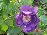 Rhapsody in Blue Rhapsody in Blue