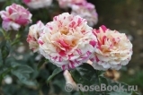 Vanille Fraise ® Vanille Fraise ®