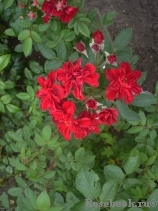 Red Rugostar Red Rugostar