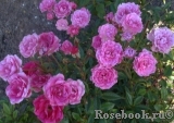 Rosada Rosada