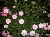 Pink Symphonie Pink Symphonie