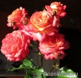 Midsummer Midsummer