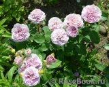 Lavender Ice Lavender Ice