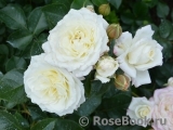 Alabaster Alabaster